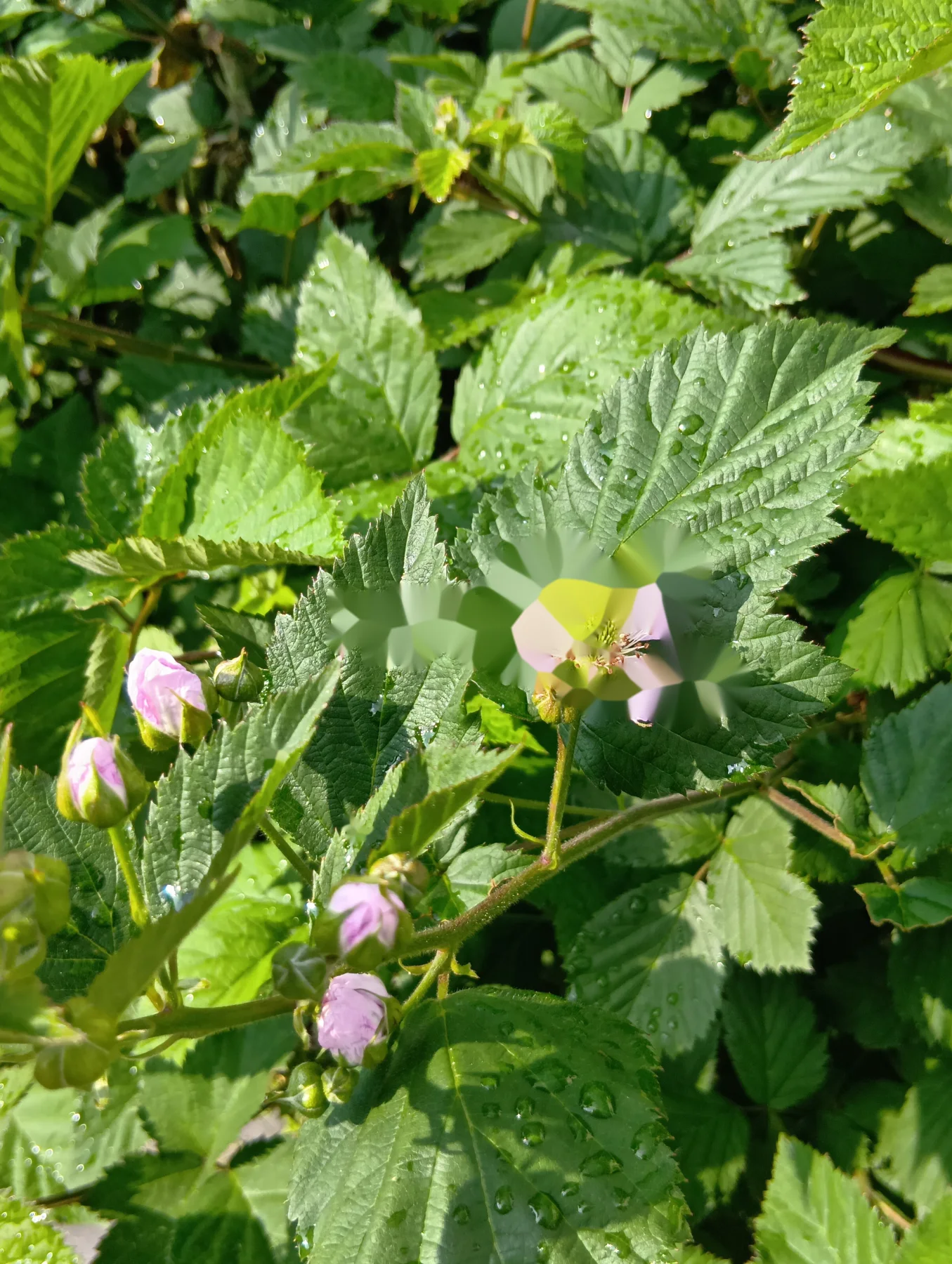 葉の間に咲いた淡い桃色のブラックベリーの花