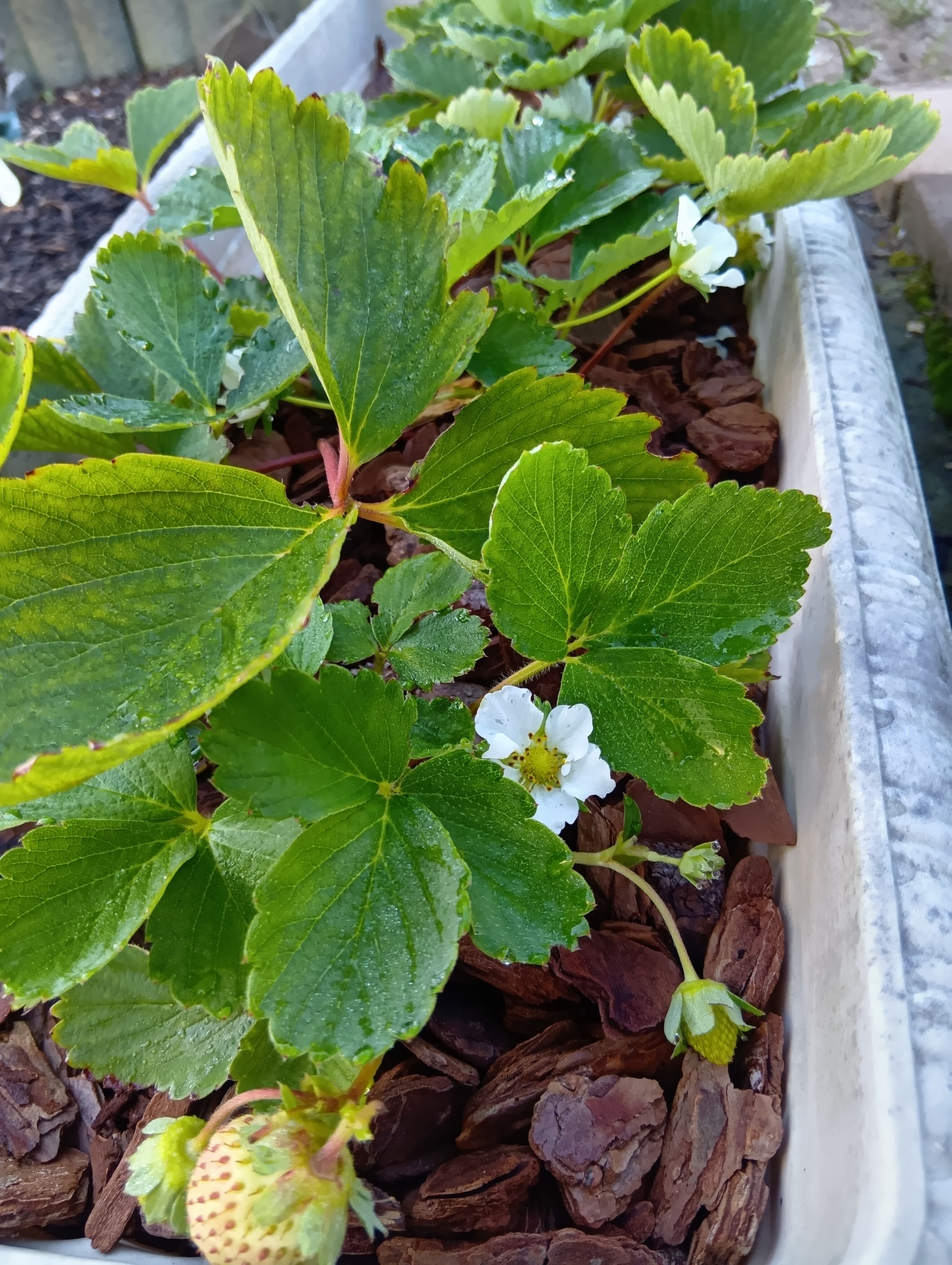 9月半ばのイチゴの花